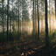 Cover Heart of the Forest