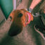 Cover Dog Days
