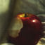 Cover Opium