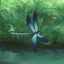 Cover iinsects