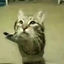 Cover Meow