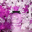 Cover Dolce