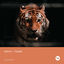 Cover Tiger