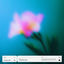 Cover Flowers