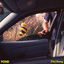 Cover (I’m) Stung