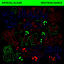 Cover Neutron Dance (Edit)