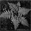 Cover Confluencias I: Selva
