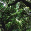 Cover Grove