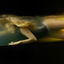 Cover KATANA