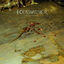 Cover Murder8