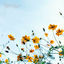 Cover yellow