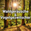 Cover Waldgeräusche & Vogelgezwitscher