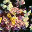 Cover Cathedrals - EP