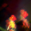Cover Petals on the Moon