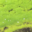 Cover Lumino Pleco