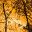 Cover Königsforst