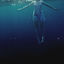 Cover The Shark in Your Water