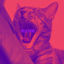 Cover Wild Thing