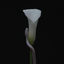 Cover Parrhesia