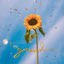 Cover Girassol