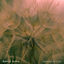 Cover Breath of Life