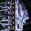 Cover Umbrae