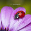 Cover la coccinelle