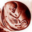 Cover Embryodead