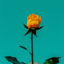 Cover Haberi Bile Yok