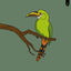 Cover Toucanet / Motmot