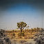 Cover Twentynine Palms
