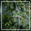 Cover Cadences