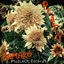 Cover Bamako
