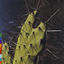 Cover Island of Ghosts