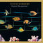 Cover Original Musiquarium