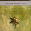 Cover Collector Kadence Lypso