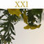 Cover XXI