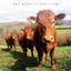 Cover Holy Cow