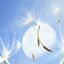 Cover Dandelion