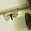 Cover Putzlicht