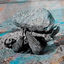 Cover Compassion