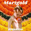 Cover Marigold