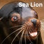 Cover Sea Lion