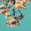 Cover Marigold
