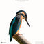 Cover Eisvogel