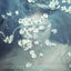 Cover Like A Flower - The 1st Mini Album