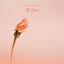 Cover The Wind