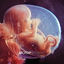 Cover Embryo