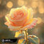 Cover I Adore You