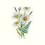 Cover Daisies